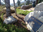 George Harrison memorial tree killed by beetles