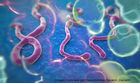 United Nations warns against Ebola complacency