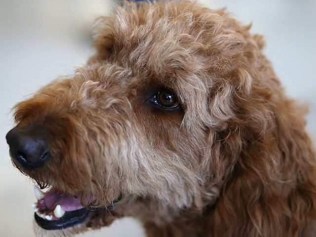 FREE microchips for dogs on Saturday