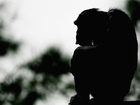 Ebola killing large portion of ape population