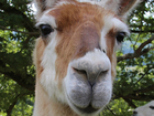 Twitter reactions to llamas on the loose