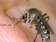 Mosquito Awareness Campaign Launch