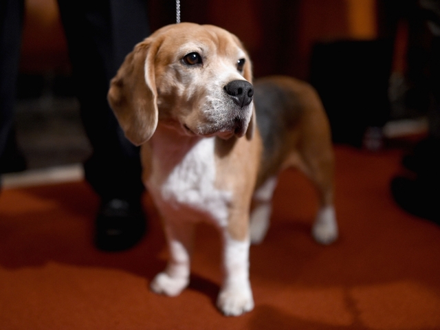 University of Missouri under fire for blinding, killing puppies