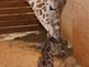 April the giraffe, calf bonds a day after birth