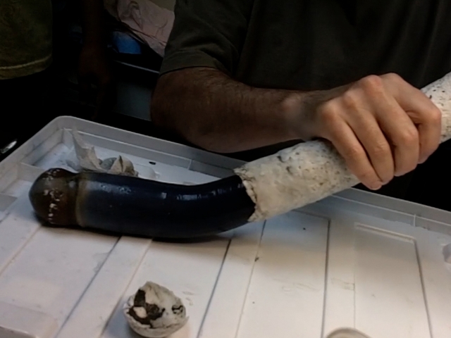 Live giant shipworm found in Philippines Live giant shipworm found in Philippines