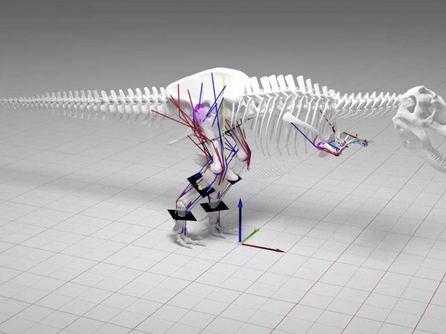 Rex couldn't run. Doing so would have broken its legs Rex couldn't run. Doing so would have broken its legs