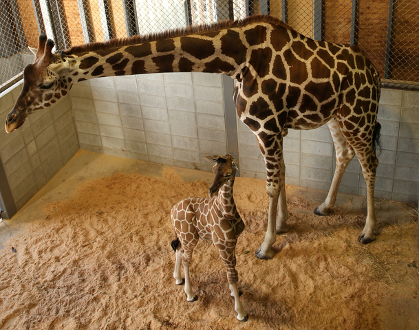 Photos: Baby giraffes around the world