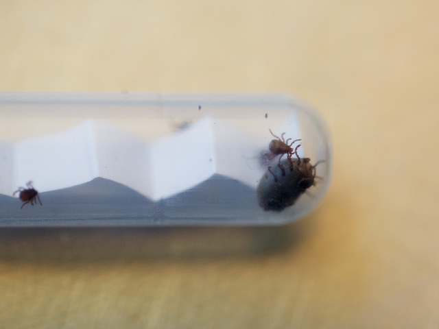 Tick-borne disease suspected in 2-year-old's death