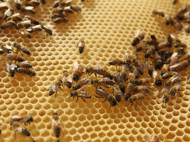 The Buzz with Bees: Federal regulations change how beekeepers get antibiotics for bees
