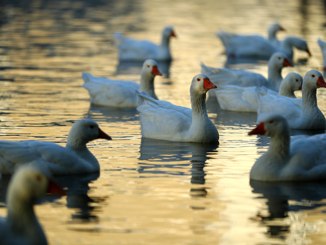 Jimmy John's driver charged after driving through gaggle of geese