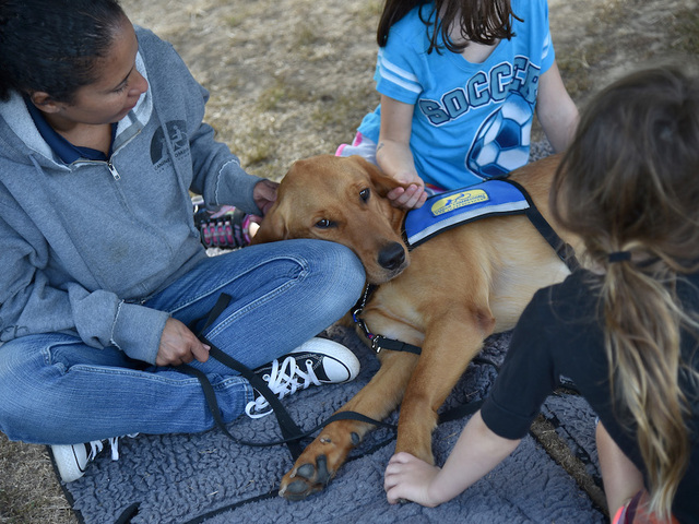 Fake service dogs? States cracking down