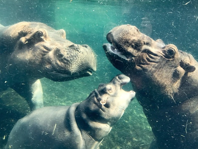 Fiona the hippo's father has died, Cincinnati Zoo says