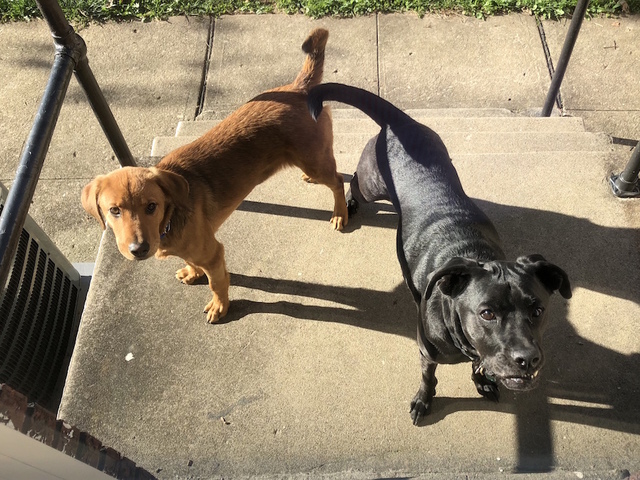 Local organizations holding voucher events for National Spay Day