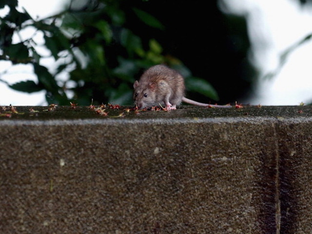 Texas' health and human services building is overrun by rats