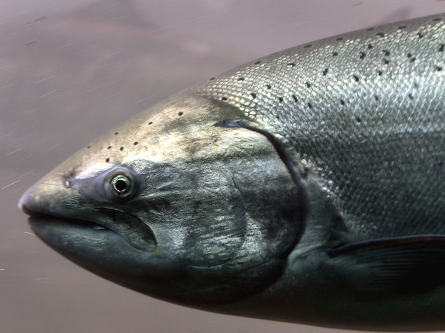 5-foot tapeworm found in California patient, doctor says