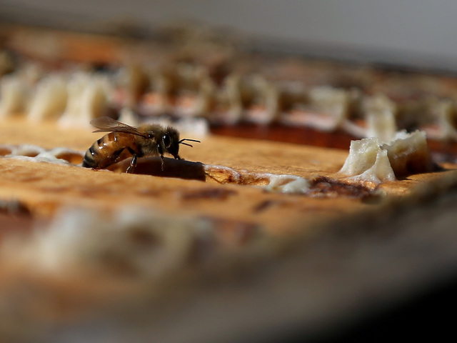 Live bee sting acupuncture is deadly for Madrid woman