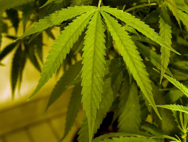 One death and 37 other cases of severe bleeding tied to fake weed in Illinois