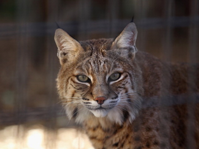Georgia grandmother kills bobcat with bare hands after being attacked