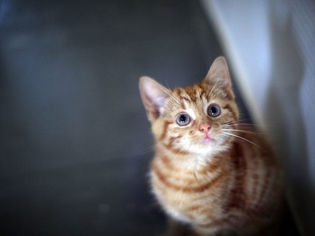 How a parasite from cat poop can reduce your fear and maybe make you an entrepreneur