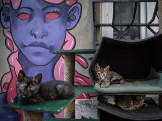 Photos: The place known as 'The City of Cats`