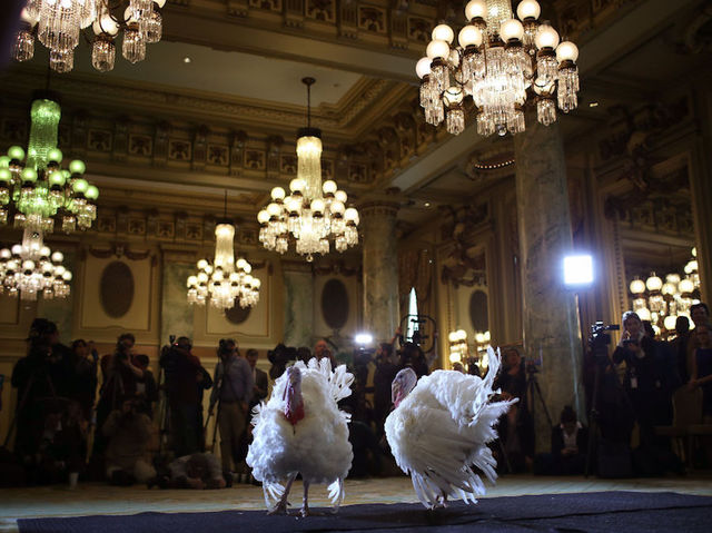 Turkey pardon: Trump says Peas won the vote in a 'fair election' — but Carrots refused to concede