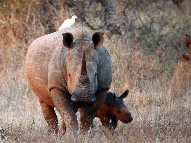Auction house cancels controversial rhino horn sale
