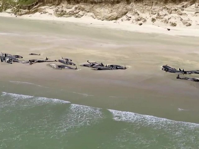 More than 140 pilot whales dead after mass stranding in New Zealand