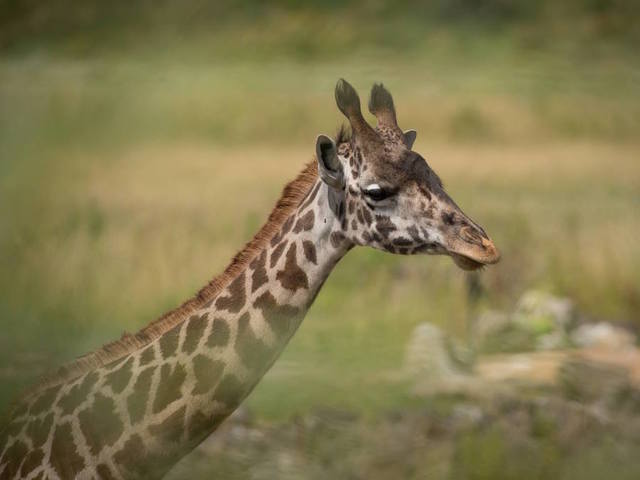 Giraffe calf dies after labor at the Columbus Zoo in Ohio