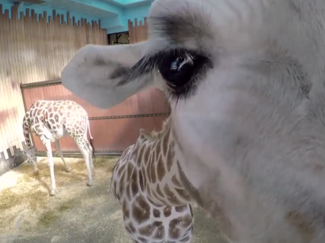 Watch: Milwaukee zoo's 'bloopers' video is too cute